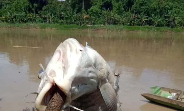 Menyoal Kasus Pencemaran Sungai Malinau dan Sanksi bagi Perusahaan Batubara