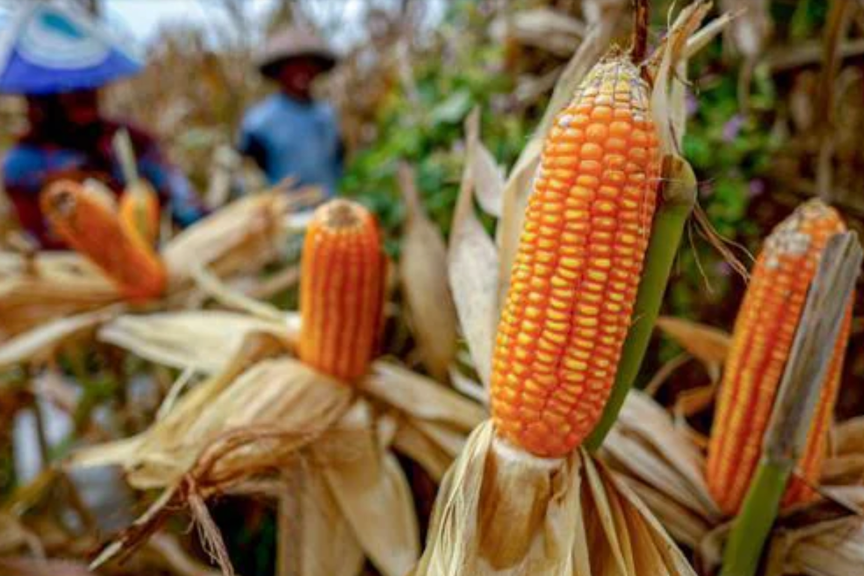 Swasembada atau Hanya Narasi? Ujian Pangan Indonesia dalam Perjanjuan Dagang AS